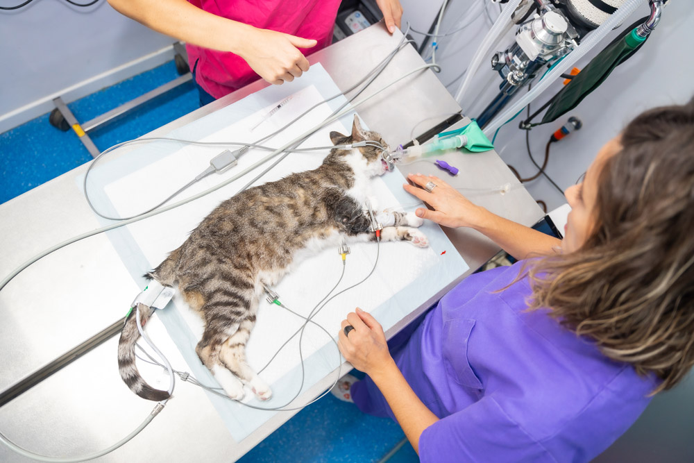 Esenyurt Veteriner Kedi Anestezi İşlemi