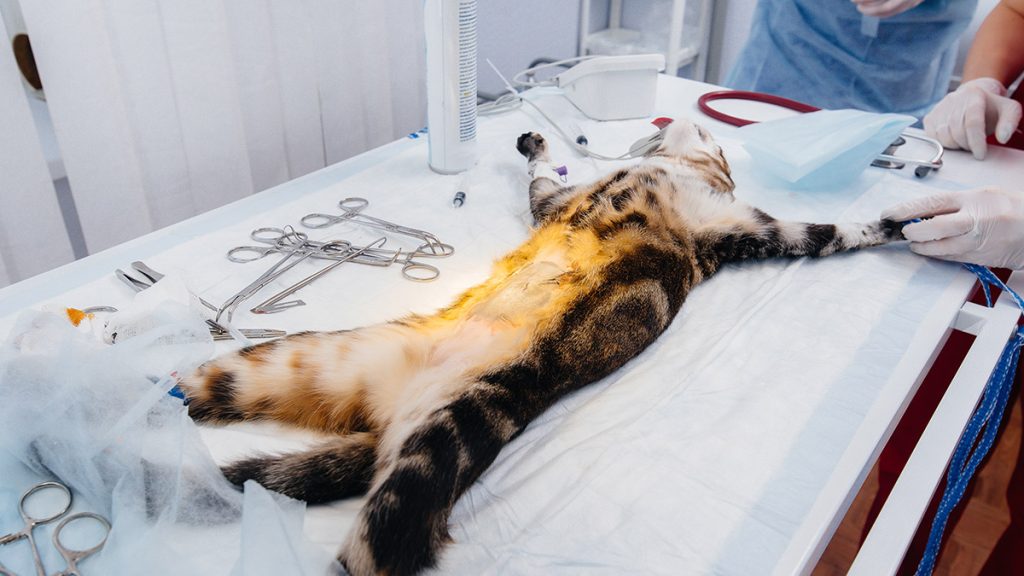 Esenyurt Kedi Kısırlaştırma