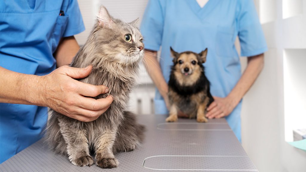 Esenyurt Kedi ve Köpek Kısırlaştırma