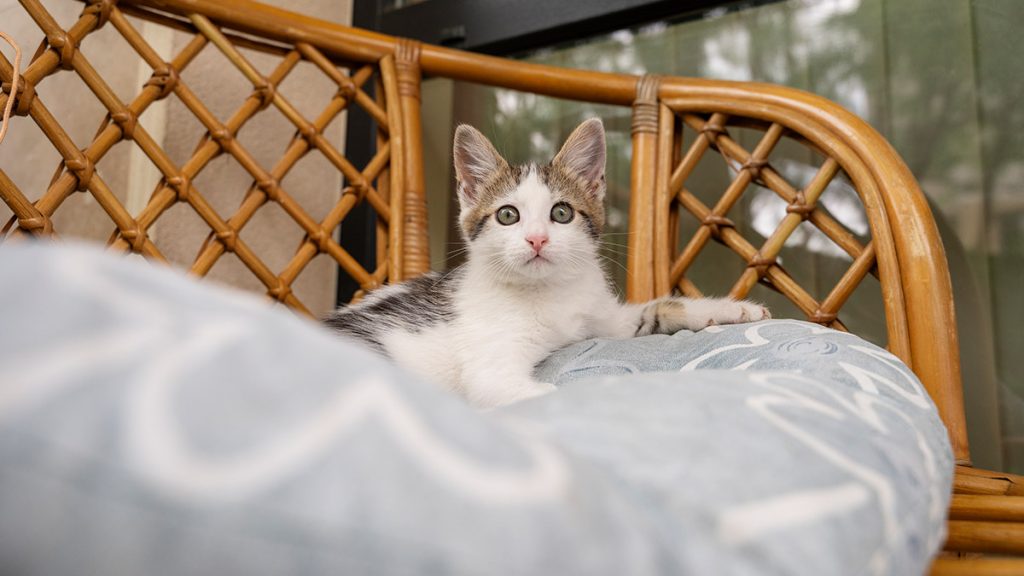 Esenyurt Kedi Otel ve Pansiyonu