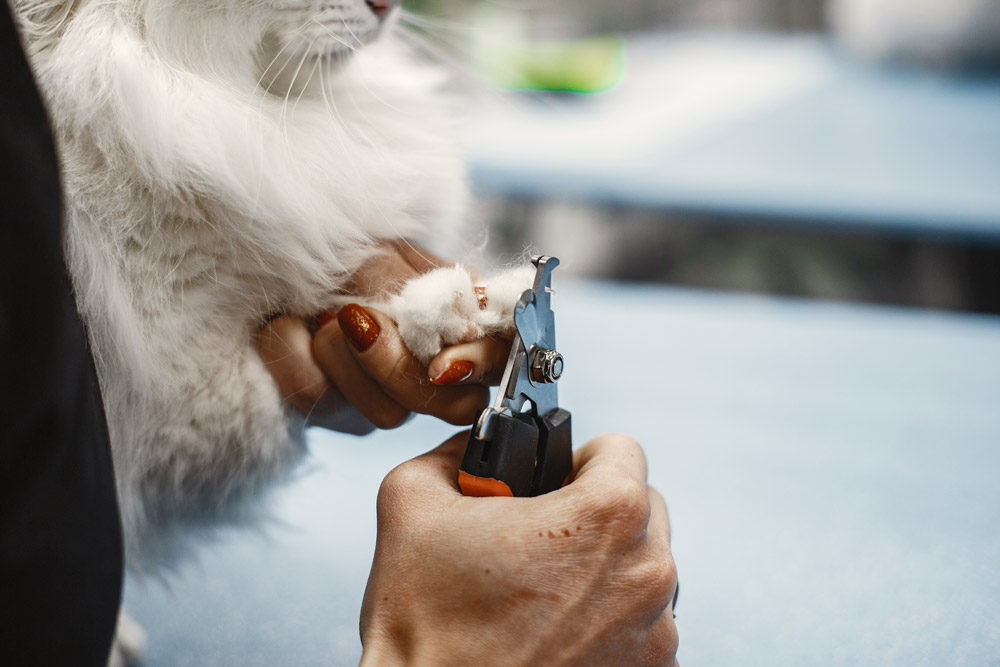 Esenyurt Kedi Tırnak Kesimi ve Bakımı