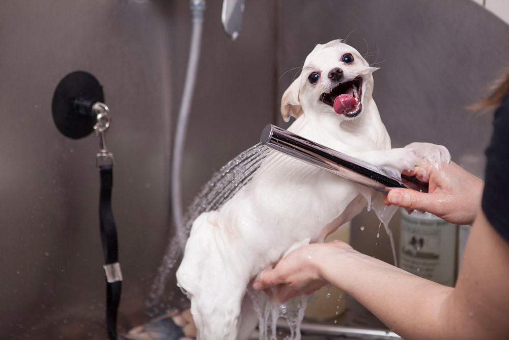 Esenyurt Pet Traş Banyo Tarama Hizmeti