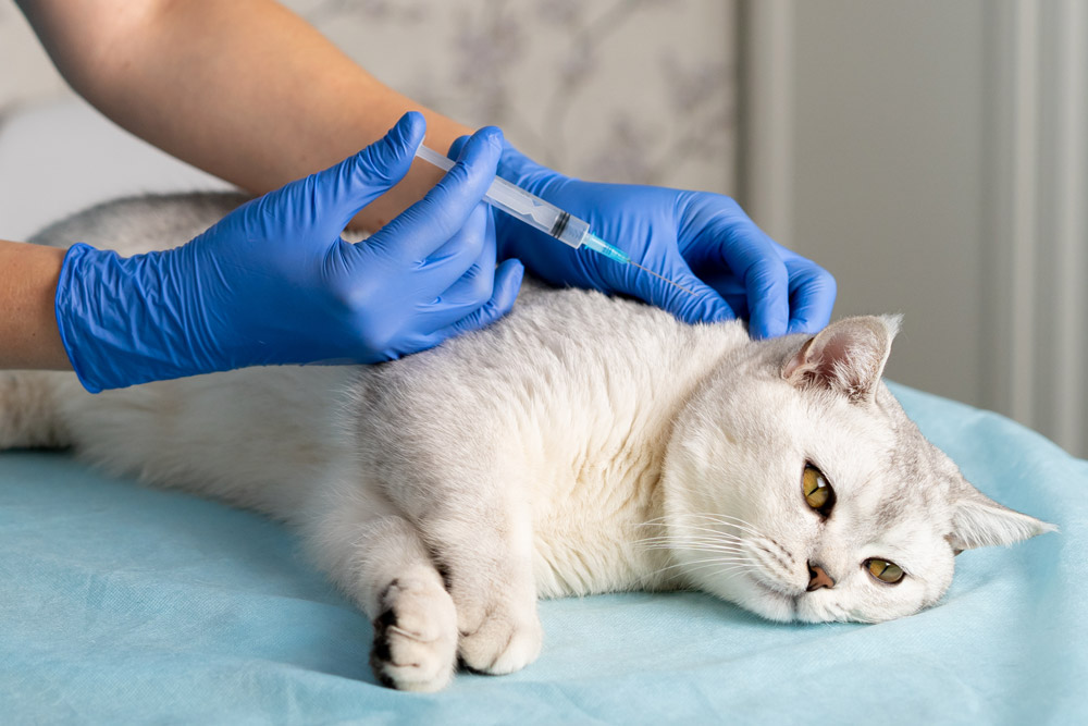 Esenyurt Veteriner Kedi Aşısı
