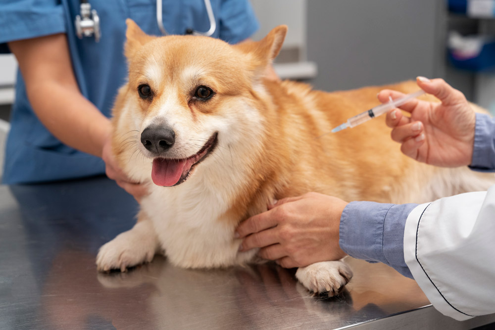Esenyurt Veteriner Köpek Aşı Hizmeti